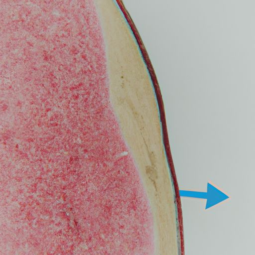 干细胞外泌体是什么